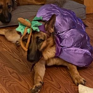 Grape Vine Pet Costume - Size Extra Large.
